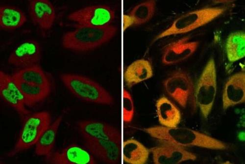ابداع شیوه جدید برای جانمایی مجدد پروتئین ها در سلول ها